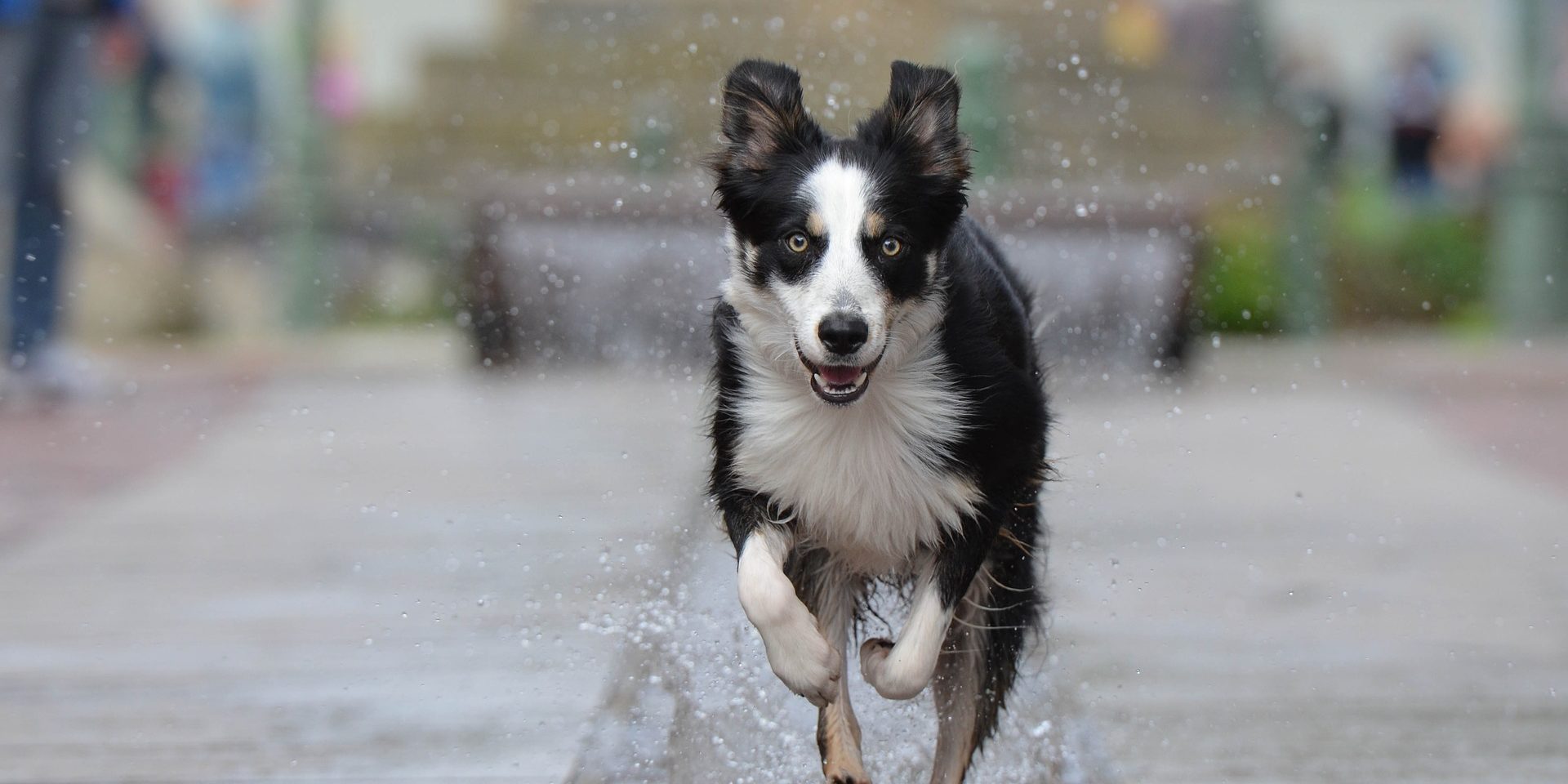 Alweer je hond of kat kwijt?