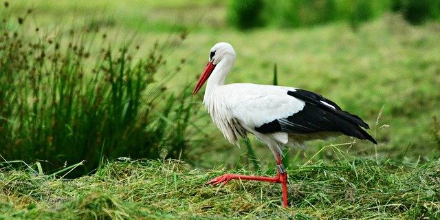 zwangerschaps cursus limburg
